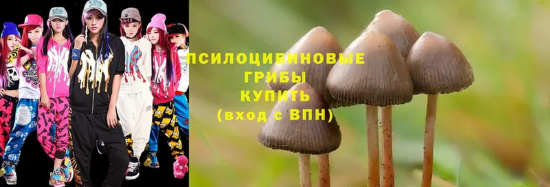 блэк спрут онион  где найти   Новосиль  Псилоцибиновые грибы Magic Shrooms 